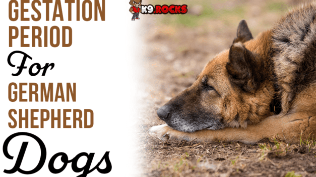 Gestation Period for German Shepherd Dogs