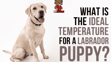 What Is The Ideal Temperature For A Labrador Puppy?