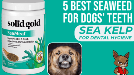 5 Best Seaweed for Dogs’ Teeth – Sea Kelp for Dental Hygiene