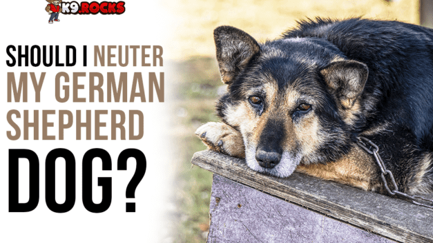 Should I Neuter My German Shepherd Dog?