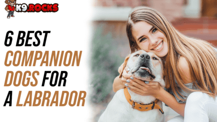 6 Best Companion Dogs for a Labrador