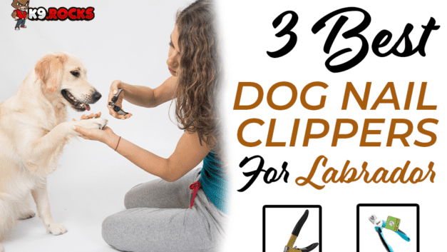 3 Best Dog Nail Clippers for Labrador