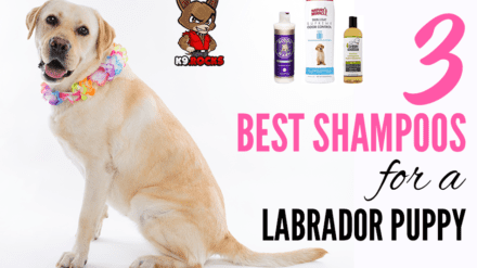 3 Best Shampoos for a Labrador Puppy