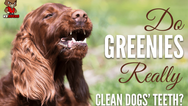 Do Greenies Really Clean Dogs’ Teeth?