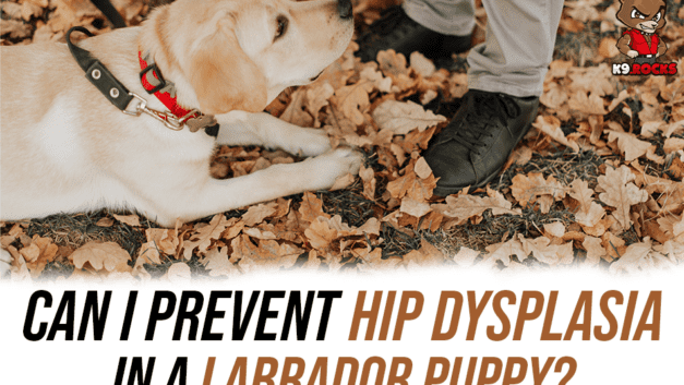 Can I Prevent Hip Dysplasia in a Labrador Puppy?