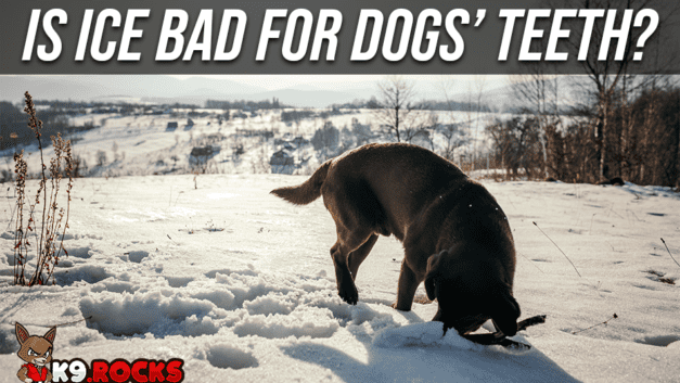 Is Ice Bad for Dogs’ Teeth?