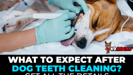 What to Expect After Dog Teeth Cleaning? Get All the Details
