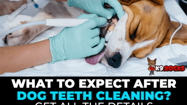 What to Expect After Dog Teeth Cleaning? Get All the Details