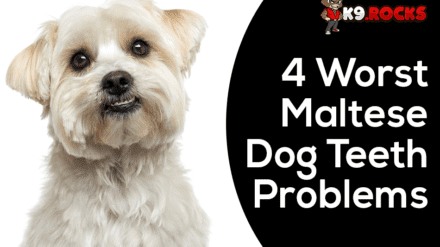 4 Worst Maltese Dog Teeth Problems