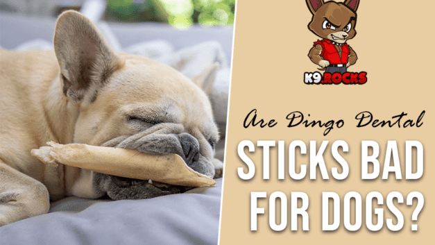 Are Dingo Dental Sticks Bad For Dogs?