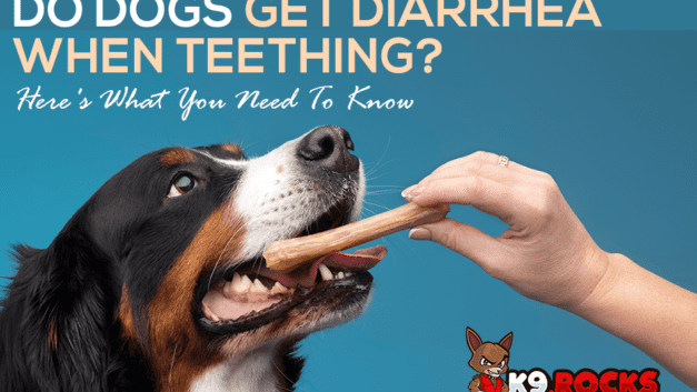 Do Dogs Get Diarrhea When Teething? Here’s What You Need To Know