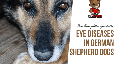 The Complete Guide to Eye Diseases in German Shepherd Dogs
