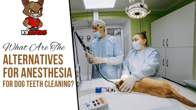 What Are The Alternatives For Anesthesia For Dog Teeth Cleaning?