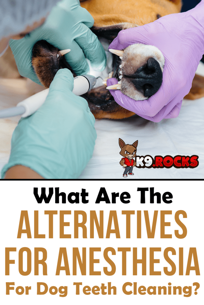 What Are The Alternatives For Anesthesia For Dog Teeth Cleaning? K9 Rocks