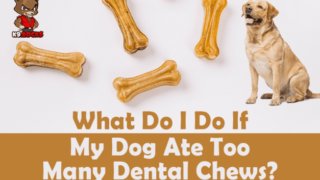 What Do I Do If My Dog Ate Too Many Dental Chews?
