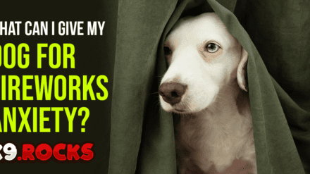 What can I give my Dog for Fireworks Anxiety? A comprehensive Guide!