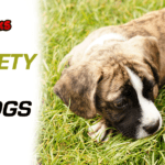 6 Anxiety Drops for Dogs