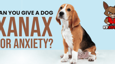 Can You Give a Dog Xanax For Anxiety?