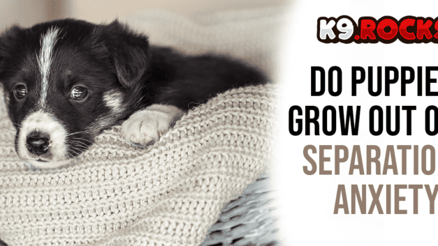 Do Puppies Grow Out of Separation Anxiety?