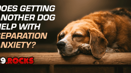 Does Getting Another Dog Help with Separation Anxiety?