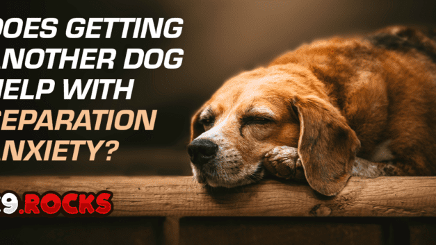 Does Getting Another Dog Help with Separation Anxiety?