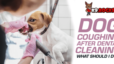 Dog Coughing after Dental Cleaning: What Should I do?