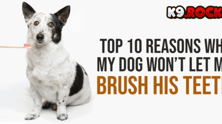 Top 10 Reasons Why My Dog Won’t Let Me Brush His Teeth