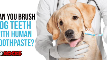 Can you Brush Dog Teeth with Human Toothpaste?