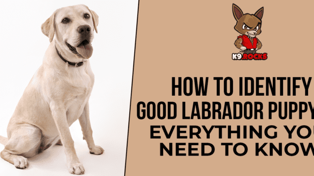 How To Identify A Good Labrador Puppy? Everything You Need To Know!