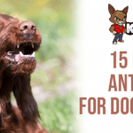 Top 15 Natural Antibiotics for Dogs Teeth and How They Benefit Your Pet