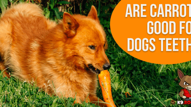 Are Carrots Good For Dog’s Teeth?