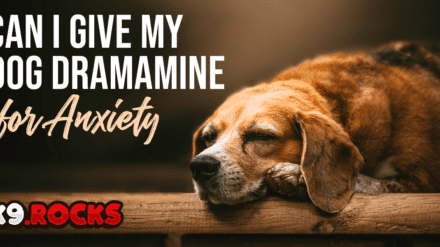 Can I Give My Dog Dramamine for Anxiety?