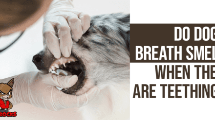Do Dogs’ Breath Smell When They Are Teething?