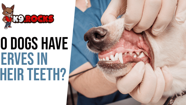 Do Dogs Have Nerves in Their Teeth?