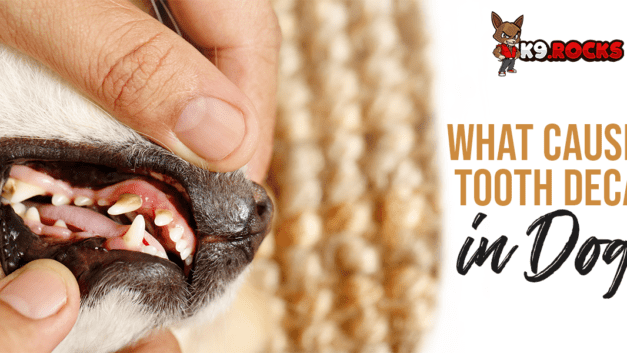 What Causes Tooth Decay In Dogs?