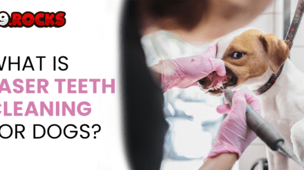 What Is Laser Teeth Cleaning For Dogs?