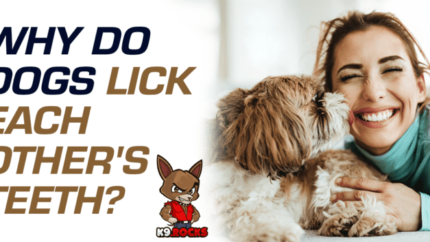 Why Do Dogs Lick Each Other’s Teeth?