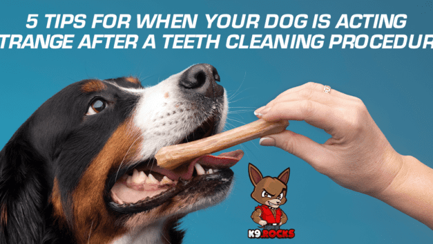 5 Tips for When Your Dog is Acting Strange After a Teeth Cleaning Procedure