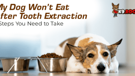 My Dog Won’t Eat After Tooth Extraction: 3 Steps You Need to Take