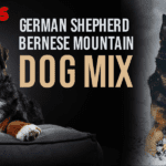German Shepherd and Bernese Mountain Dog Mix – Breed Facts