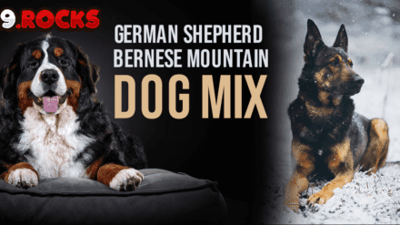 German Shepherd and Bernese Mountain Dog Mix – Breed Facts