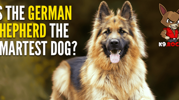 Is German Shepherd the Smartest Dog?