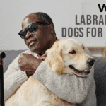 Why Are Labradors Guide Dogs for the Blind?