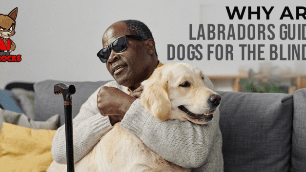 Why Are Labradors Guide Dogs for the Blind?