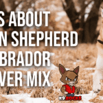 6 Facts about German Shepherd Dog – Labrador Retriever Mix