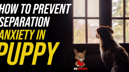 How to Prevent Separation Anxiety in Puppies?