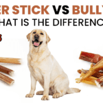 Bladder Stick vs Bully Stick – What Is the Difference?