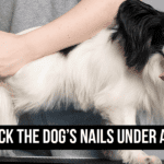 Should I Quick the Dog’s Nails Under Anesthesia?