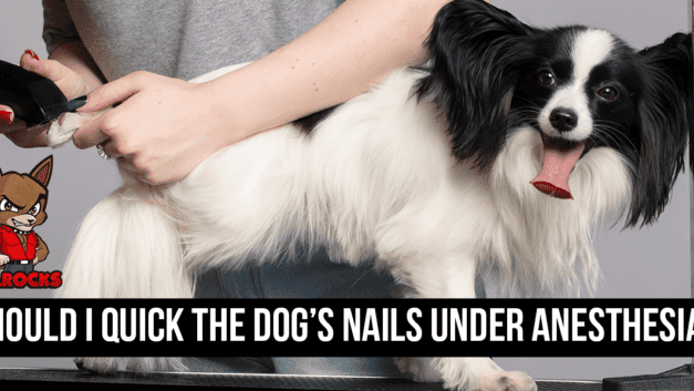Should I Quick the Dog’s Nails Under Anesthesia?