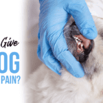 What Can I Give My Dog for Teething Pain?